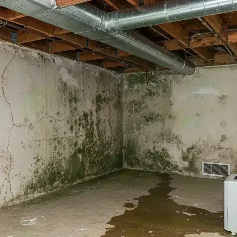 Professional Mold Removal in Downers Grove, IL